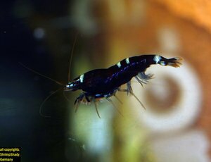 Черный Tawain-Tigerbee.jpg