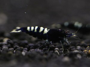 селекция 1.jpg