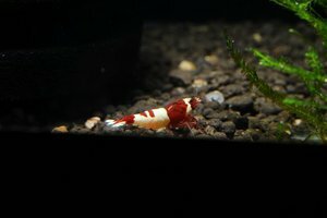 призер красное вино призер.jpg