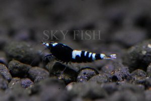 конг или ВТ 1.jpg