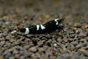 чк или конг.jpg