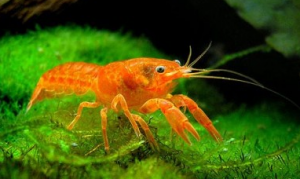 Cambarellus patzcuarensis.png