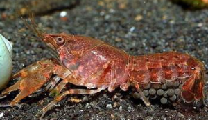 Cambarellus puer.png