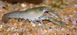 Procambarus cubensis.png