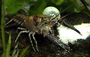 Procambarus spiculifer.png