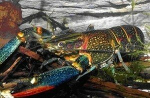 Cherax quadricarinadus.jpg