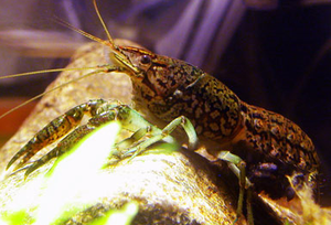 Procombarus sp''mable crayfish'' .png